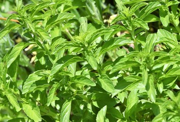 menthe aquatique