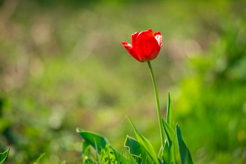Red tulip in the garden on a sunny day.