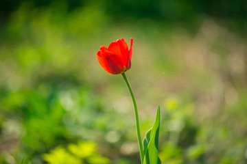 Red tulip in the garden on a sunny day.