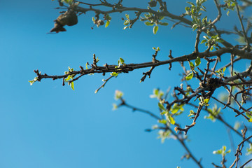 Sprigs of apple with leaves against the blue sky close-up.