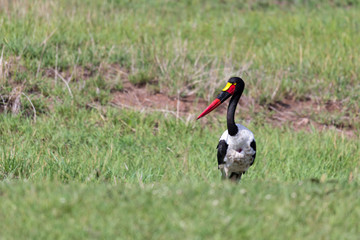 A stork with black red golden beak is standing in the grass