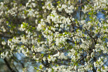 Blooming cherry with white flowers on in the garden on a sunny day.