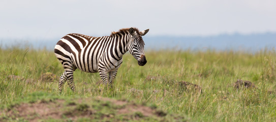 A Zebra family grazes in the savanna in close proximity to other animals
