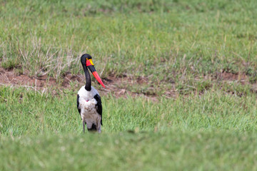 A stork with black red golden beak is standing in the grass