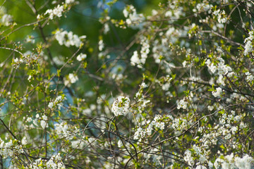 Blooming cherry with white flowers on in the garden on a sunny day.