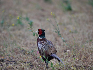 Jagdfasan 