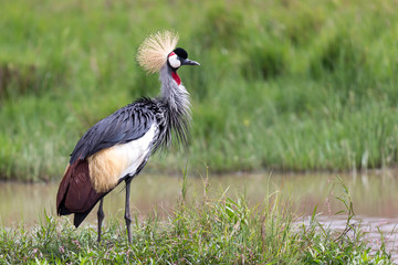 A gray-necked crowned crane stands on the bank of a river