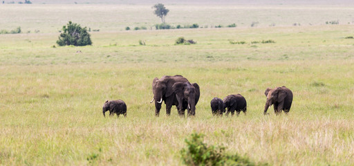 An elephant family on their way through the Kenyan savanna
