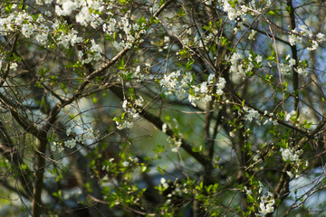 Fototapeta premium Blooming cherry with white flowers on in the garden on a sunny day.