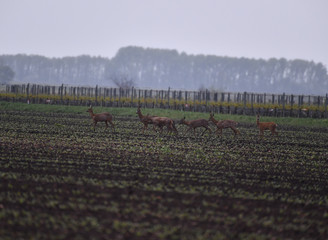Gruppe Europ&auml;ische Rehe