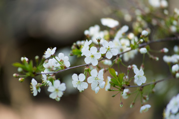 Twig blossoming cherry with white flowers closeup.