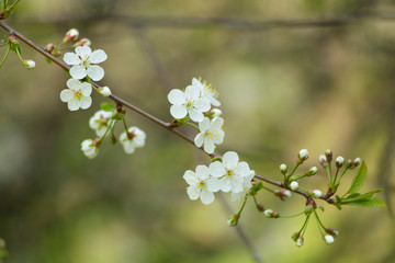 Twig blossoming cherry with white flowers closeup.