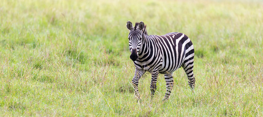 A Zebra family grazes in the savanna in close proximity to other animals