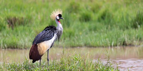 A gray-necked crowned crane stands on the bank of a river