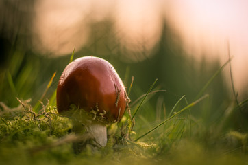  Detail of brown Boletus mushroom