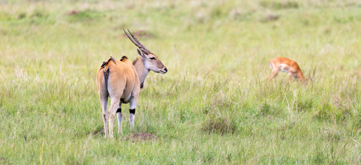 Elend antilope in the Kenyan savanna between the different plants