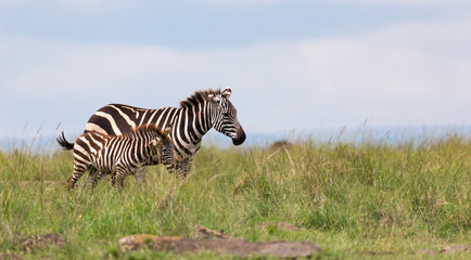 A Zebra family grazes in the savanna in close proximity to other animals