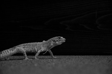 Detail of shredding Leopard gecko (eublepharis macularius)