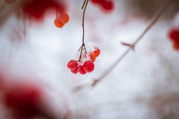 Red viburnum berries in winter covered with snow