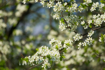 Blooming cherry with white flowers on in the garden on a sunny day.
