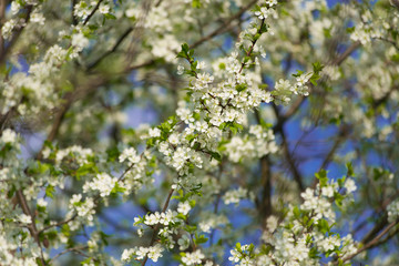 Blooming cherry with white flowers on in the garden on a sunny day.