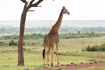 A Maasai giraffe stands under a tree