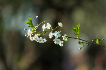 Twig blossoming cherry with white flowers closeup.