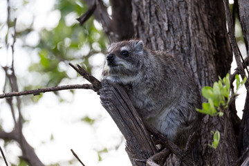 A rock badger sits on the branch of a tree
