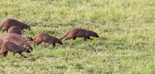 Fototapeta premium A large horde of mongooses runs through the Kenyan savanna