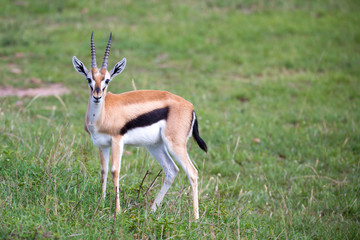 Naklejka na ściany i meble Thomson Gazelle in the Kenyan savannah amidst a grassy landscape