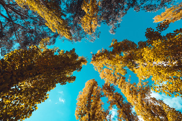 Colourful nature in the Autumn Fall season