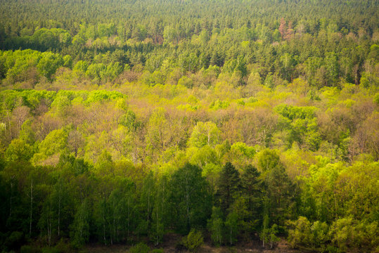 Deciduous forest on a sunny summer day top view.