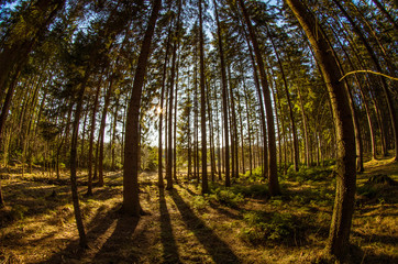 Fisheye view of europian forest