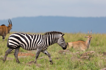 A Zebra family grazes in the savanna in close proximity to other animals