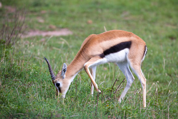 Naklejka na ściany i meble Thomson Gazelle in the Kenyan savannah amidst a grassy landscape