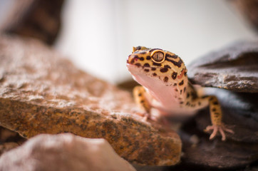 Detail of Leopard Gecko (eublepharis macularius)