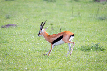 Thomson Gazelle in the Kenyan savannah amidst a grassy landscape