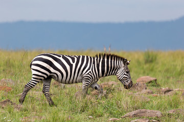 A Zebra family grazes in the savanna in close proximity to other animals