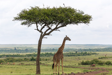 A Maasai giraffe stands under a tree