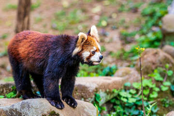 見つめるレッサーパンダ