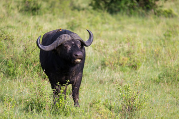 Big Buffalos are standing in the grass and grazing in the savannah of Kenya