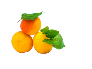 apricots isolated on white