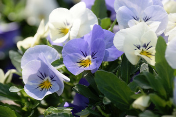 Obraz na płótnie Canvas Pansy - Viola x wittrockiana. light purple color.