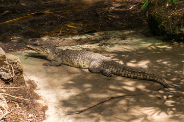 Nile crocodile (Crocodylus niloticus) basking