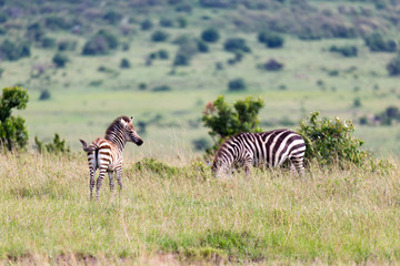 Fototapeta na wymiar A Zebra family grazes in the savanna in close proximity to other animals