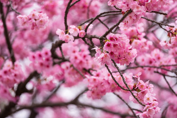 Sakura, Cherry Blossom flower in spring season