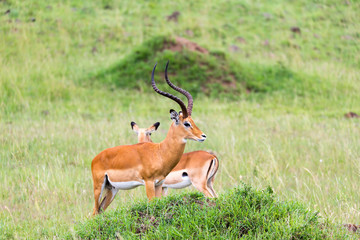 Naklejka na ściany i meble A lot of Impala antelopes in the grass landscape of the Kenyan savanna