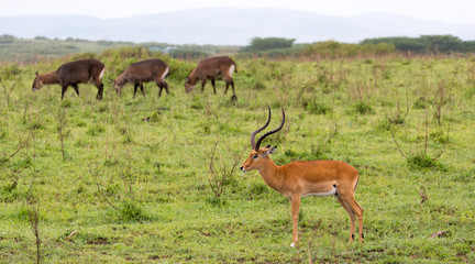 A lot of Impala antelopes in the grass landscape of the Kenyan savanna
