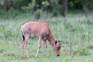 Topi Gazelle in the Kenyan savanna amidst a grassy landscape
