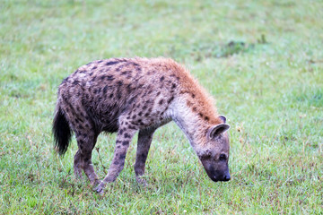 A hyena walks in the savanna in search of food